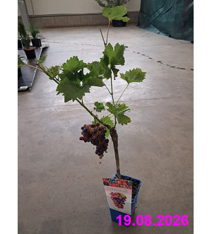 Vitis vinifera 'Dunav' RP 1,6 L